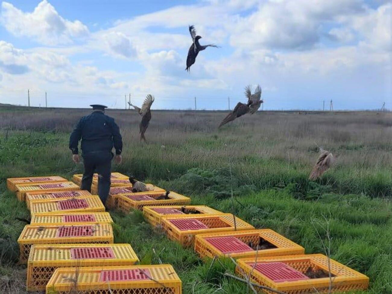 200 северокавказских фазанов были выпущены в Темрюкском районе.