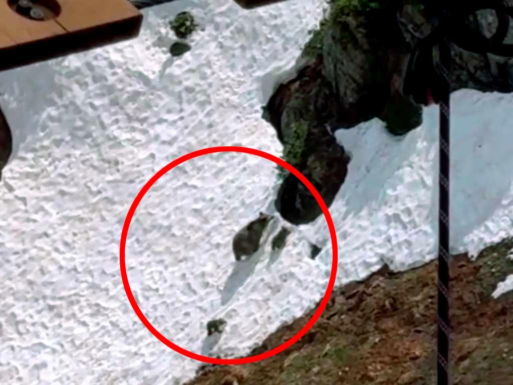 Медведица с двумя медвежатами поблизости от Сочи