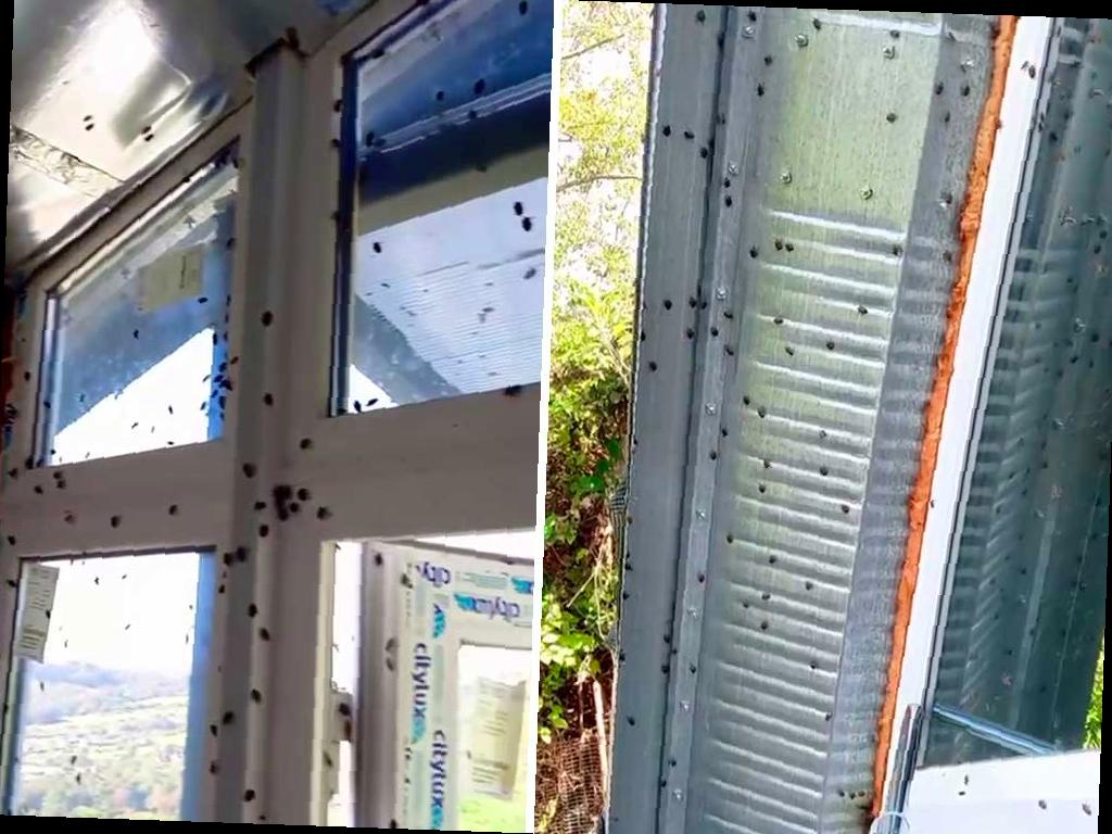 Мраморные клопы атакуют Краснодарский край