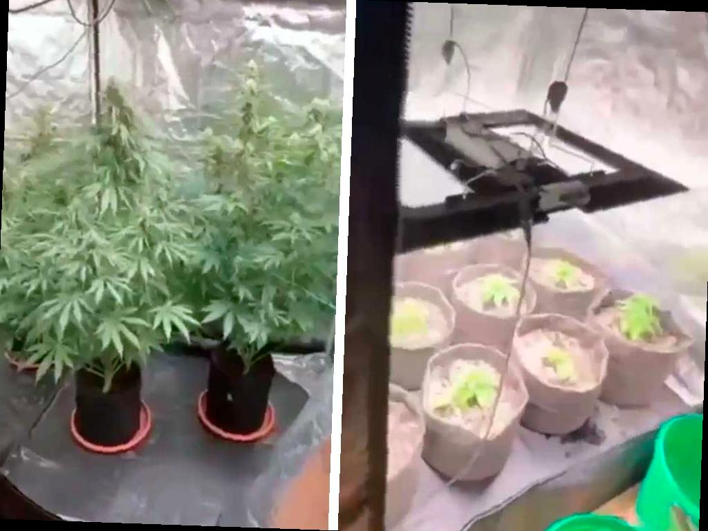 В Сочи задержали мужчину, который выращивал коноплю в арендованной квартире