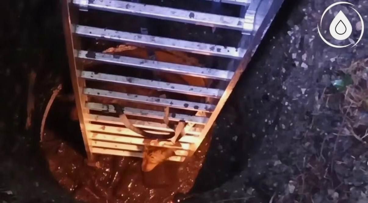 Сотрудники водоканала Сочи спасли собаку из 8-метрового колодца