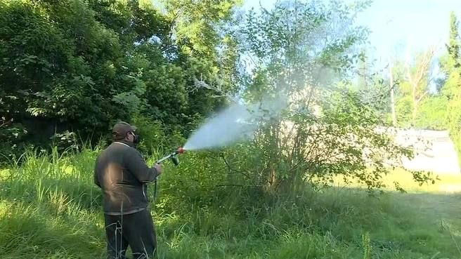 Борьба с вредителями деревьев активизировалась в Сочи