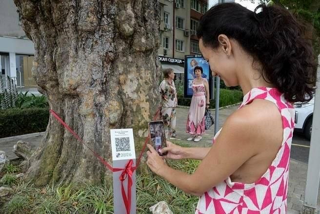 В Сочи внесли три столетних дерева-патриарха с QR-кодами